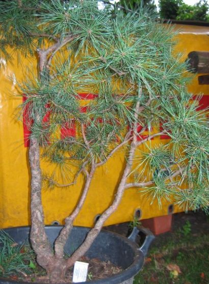 wystawa zielen to zycie 2009 035.jpg