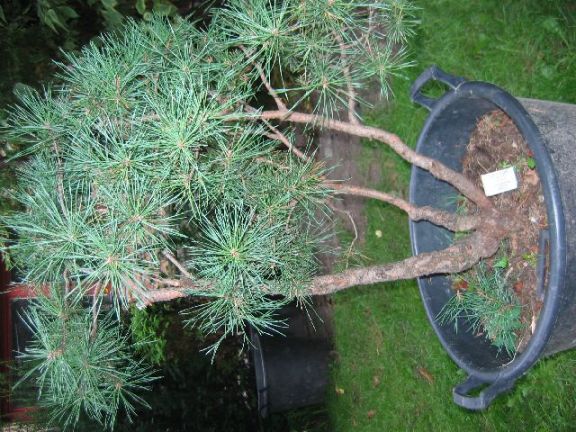 wystawa zielen to zycie 2009 032.jpg