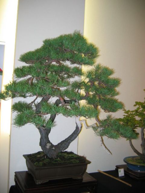 wystawa zielen to zycie 2009 017.jpg