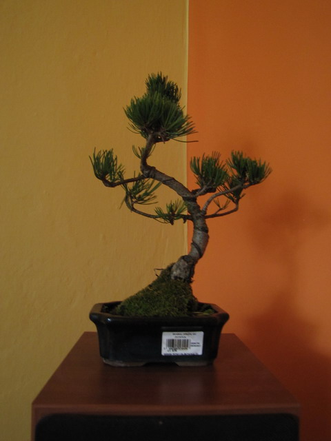 IMG_0445 resize 640.jpg