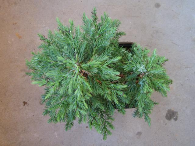 Widok z góry. 07.09.2009