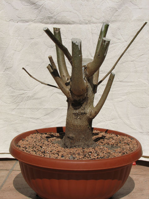 orzech 11 maj 2009.jpg