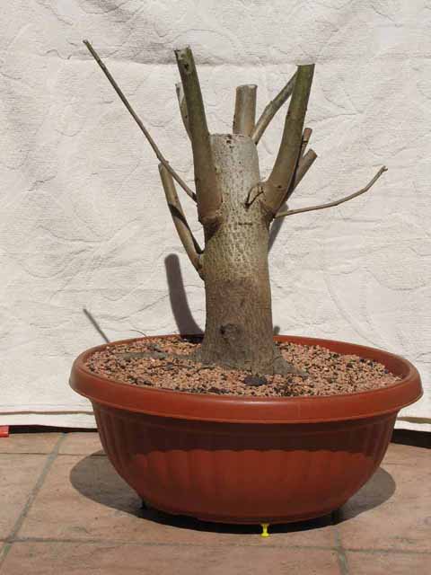 orzech 2 maj 2009.jpg