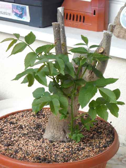 orzech 1 wrzesień 2009.jpg