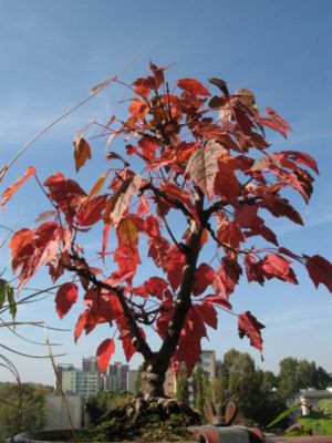 Chyba poprzednim razem fotka nie weszła. A'propos czerwonego przebarwiania w tym roku.