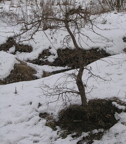 marzec 2005 - pierwsze zdjecie przed pozyskaniem