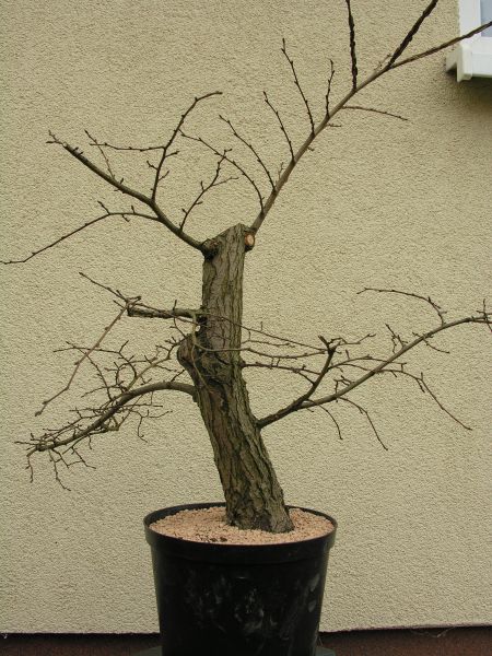 ...i posadzeniu do przejsciowej, mniejszej donicy. Widac juz docelowy ruch pnia i konary docelowe.