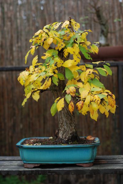 ...i dzisiaj - w jesiennych barwach - w donicy docelowej.