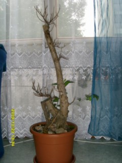 Wygląd ogólny drzewka