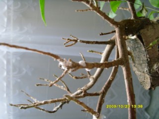 Dziwne pajęczynki, o których mowa..