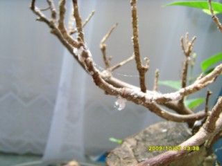 nieznane Pajęczynki..