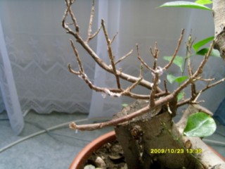 Pajęczynki ciąg dalszy