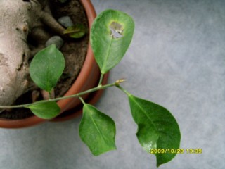 w takiej kondycji są w tej chwili ilstki, które pozostały...