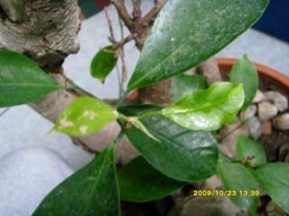 a oto nieznany gość na młodych listkach..