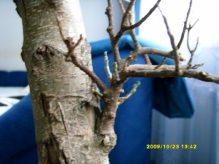 nowe gałązki- chyba znak, że może z tego wyjść..