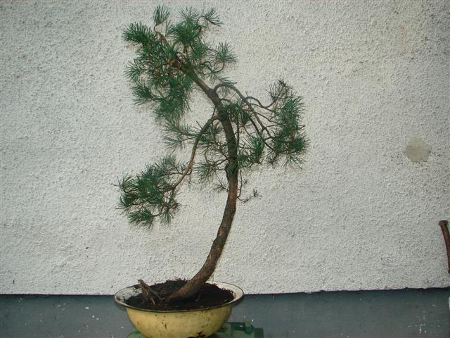 natura 038 (Small).jpg