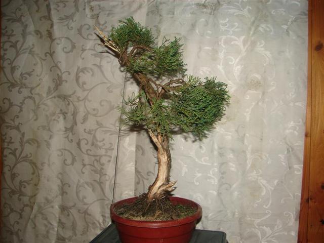 natura 083 (Medium) (2) (Small).jpg