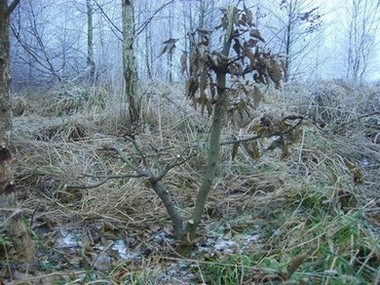 Jeden z grabów do wykopania 2008r.