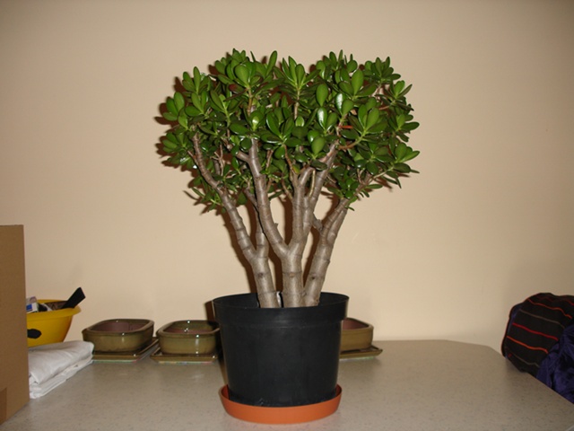 bonsai 013@@.jpg