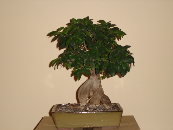 bonsai 001@.jpg