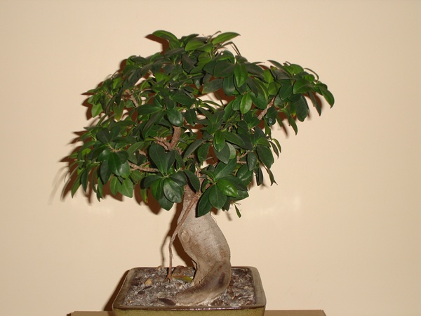 bonsai 002@.jpg