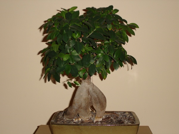 bonsai 003@.jpg