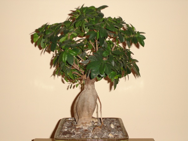 bonsai 004@.jpg