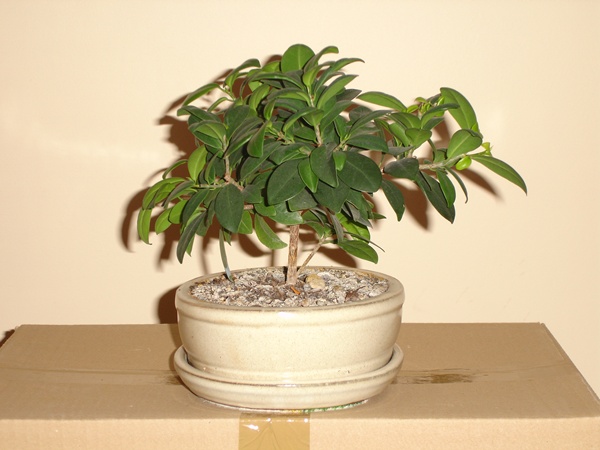 bonsai 008@.jpg