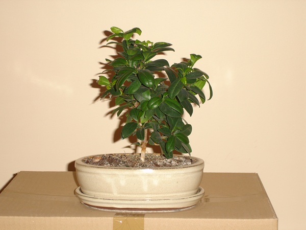 bonsai 009@.jpg