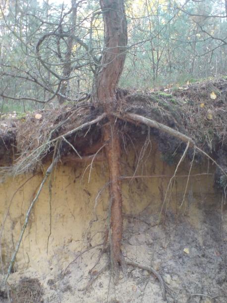 przekrój systemu sosny