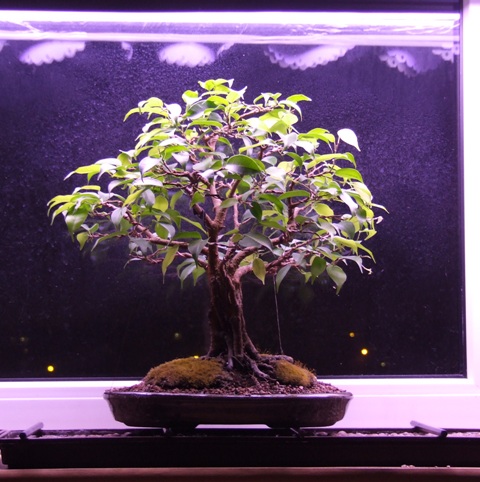 fikus w promieniach dodatkowego oświetlenia:)