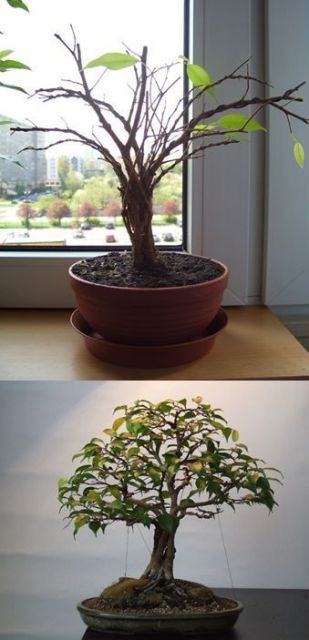 2 lata pracy nad krzakiem! Warto było :-)