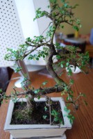 DSC_0006 [320x200].JPG