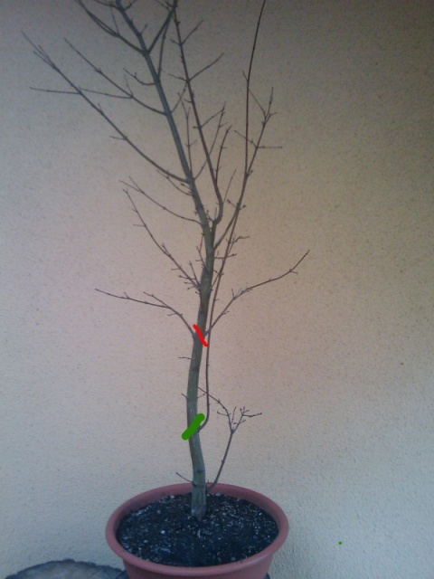 Wysokość klona.jpg