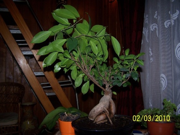 Bonsai 003.jpg