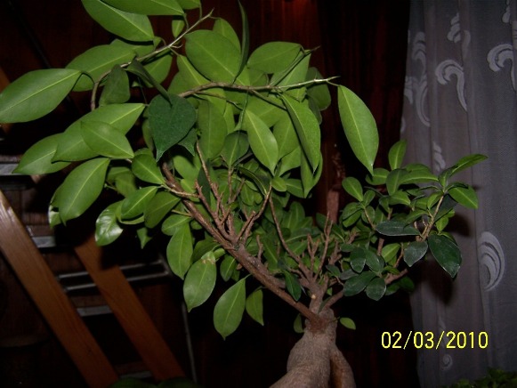 Bonsai 005.jpg