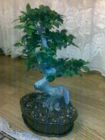 Ficus Macrocarpa 1.jpg