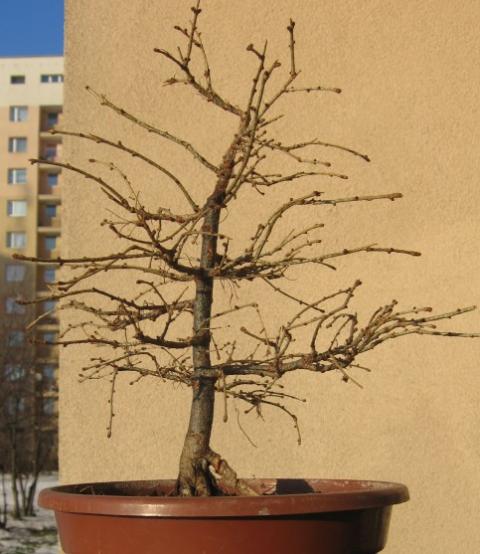 Marzec 2010 przed formowaniem