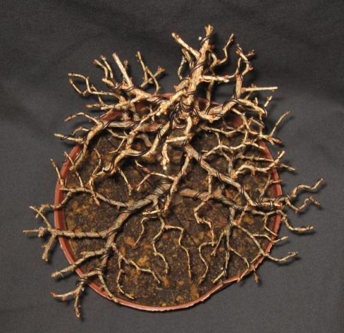 Marzec 2010 po formowaniu (góra)