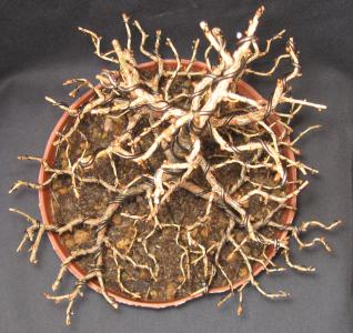 Przedrutowana gałązka i wygięta jak inne w zygzak.