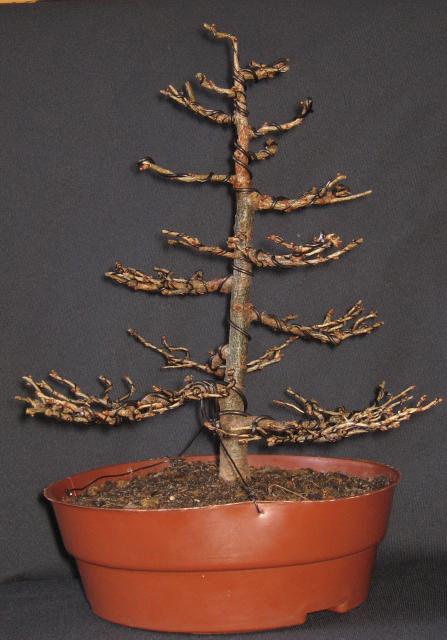 Podoginane gałązki, jedne w dół inne w górę.