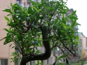 drzewko krótko po zakupieniu