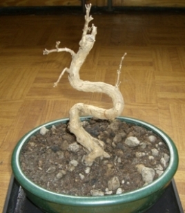 Drzewko po opadnięciu listków