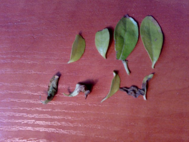 bonsai opadniete liscie.jpeg