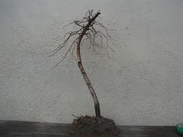 bonsai 088.jpg