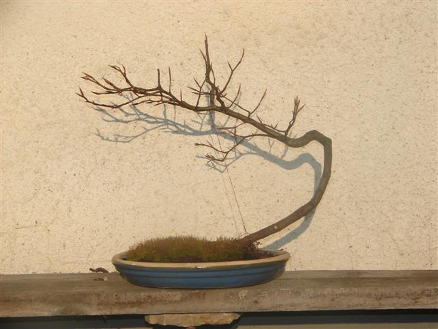 natura 041 (Small).jpg