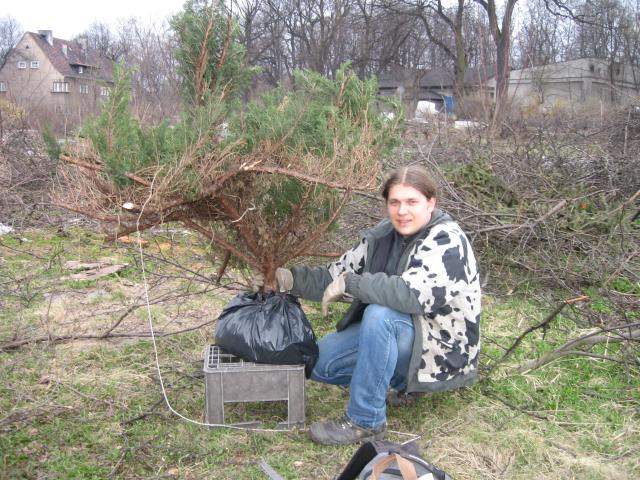Jałowiec 'A' Bushman'a