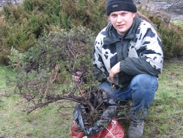 Jałowiec 'B' Bushman'a