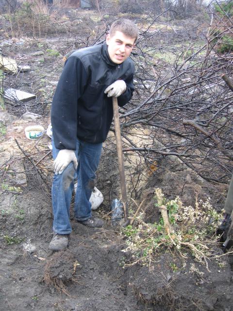 Bukszpan SirDejw'a w trakcie wykopywania.