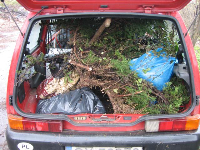 Bolid Bushman'a z załadowanymi dwoma jałowcami, bluszczem i niewielką porzeczką.